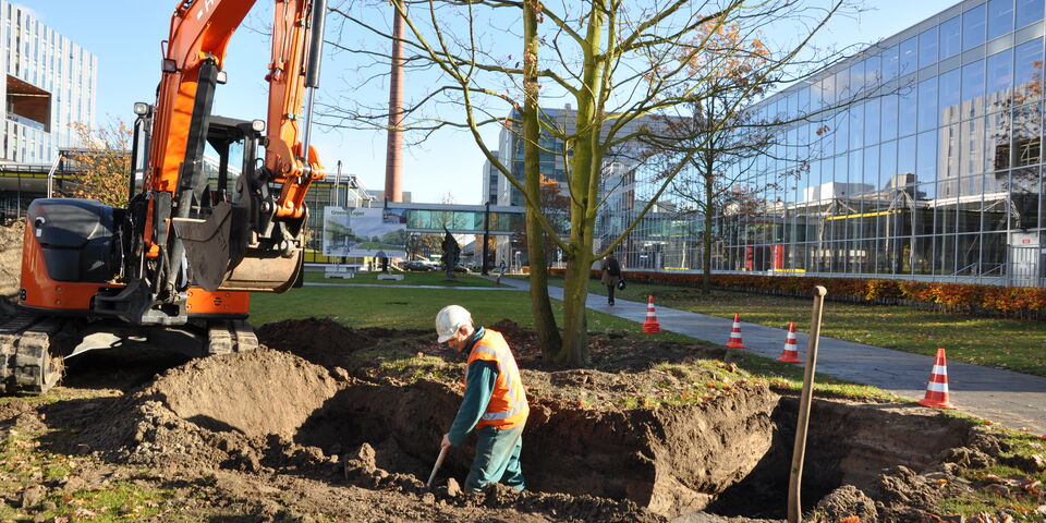 Luchtiger omgeving voor eikenwortels.