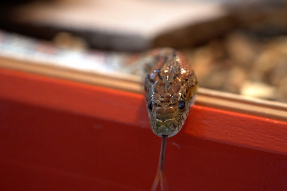 Bouzo the snake lives in the 'Prothok' of study association Protagoras (Biomedical Engineering).